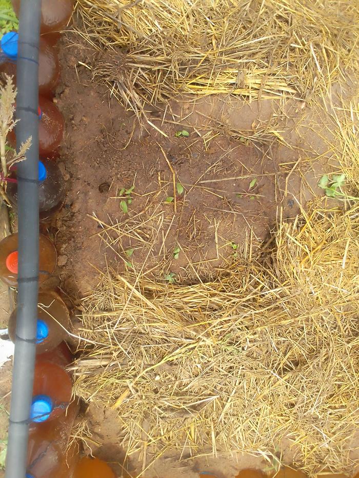 Tiny cowpea seedlings, there wasn't much of a choice