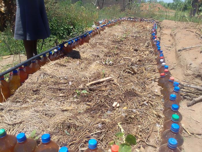 tiny cucumber plants in raised bed with bottle edging