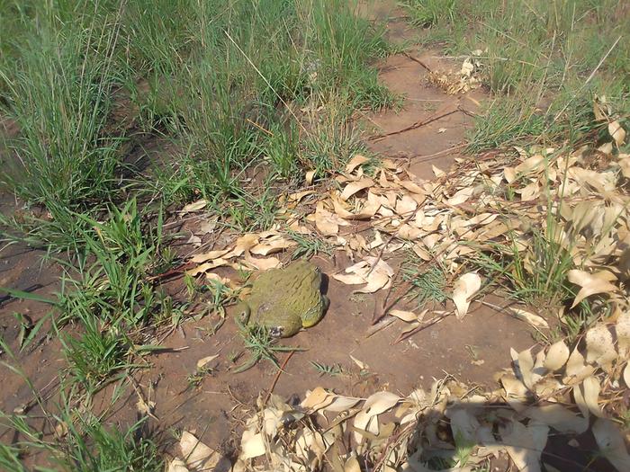 fat green frog on path