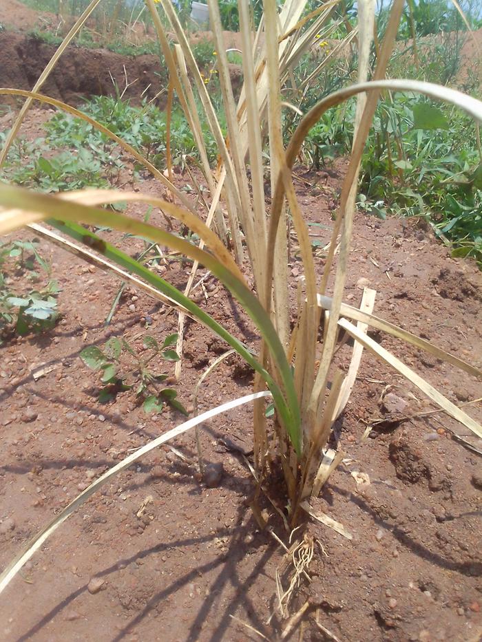 green shoots on new vetiver grass plants