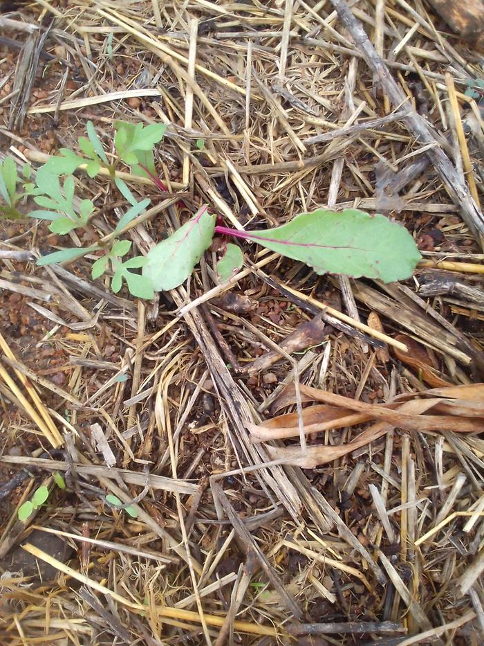 unknown eater of beet