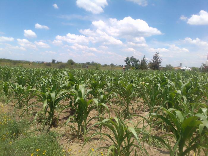 weeding the maize