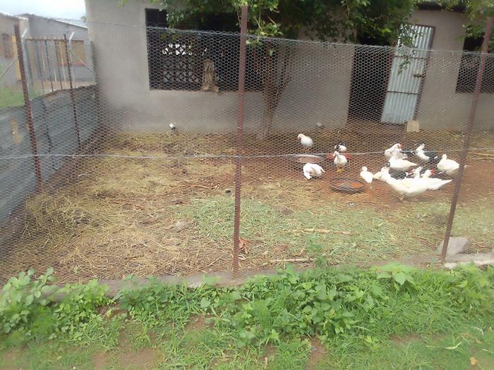 manure from duck pen