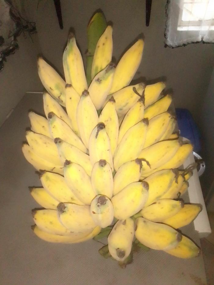 ripe banana bunch