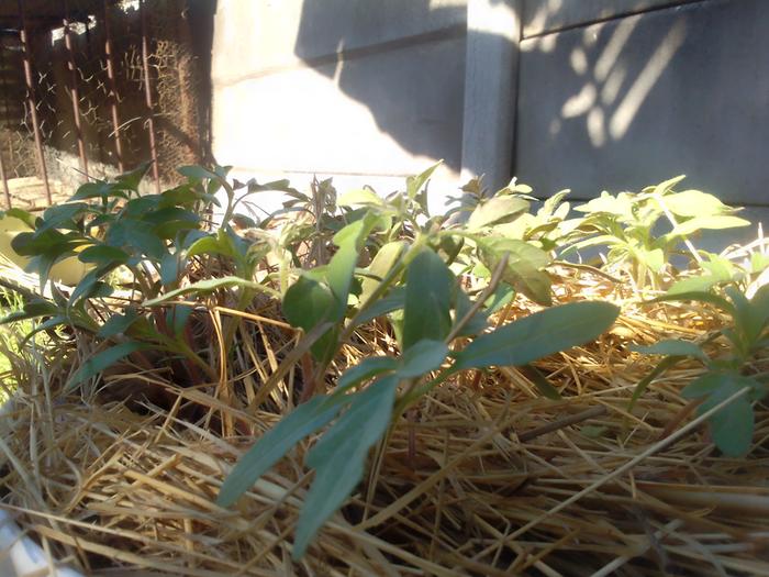 Tomato seedling