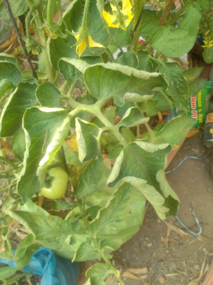 Curly leaves