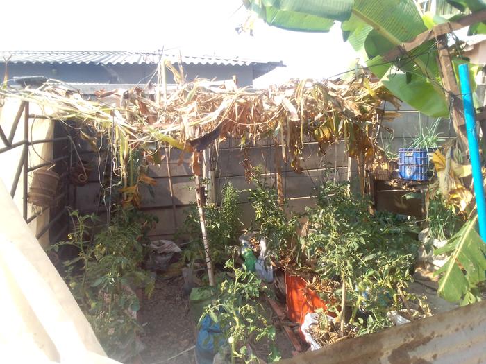 Shade for the tomatoes 