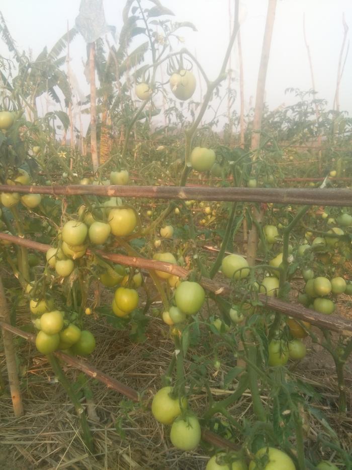 tomatoes growing on a trellis