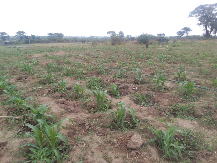 maize growing in little holes