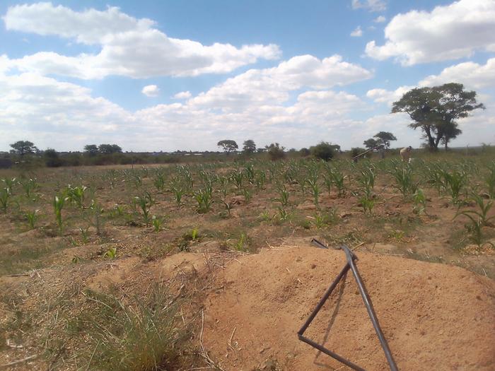 Holes we mulched first show a difference, the maize is not too wilted