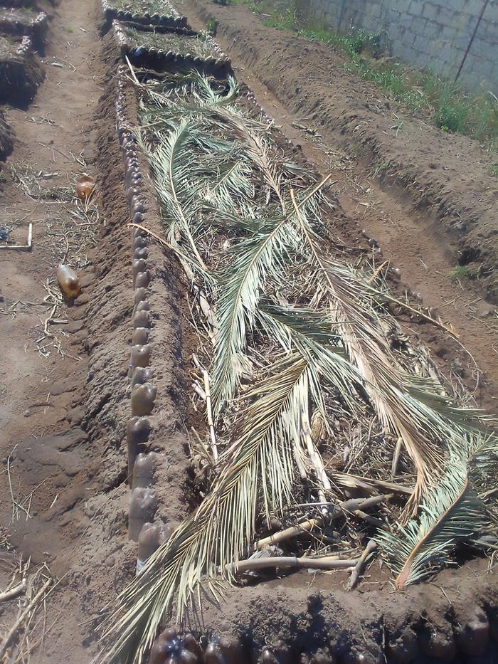 protect seedlings from sun