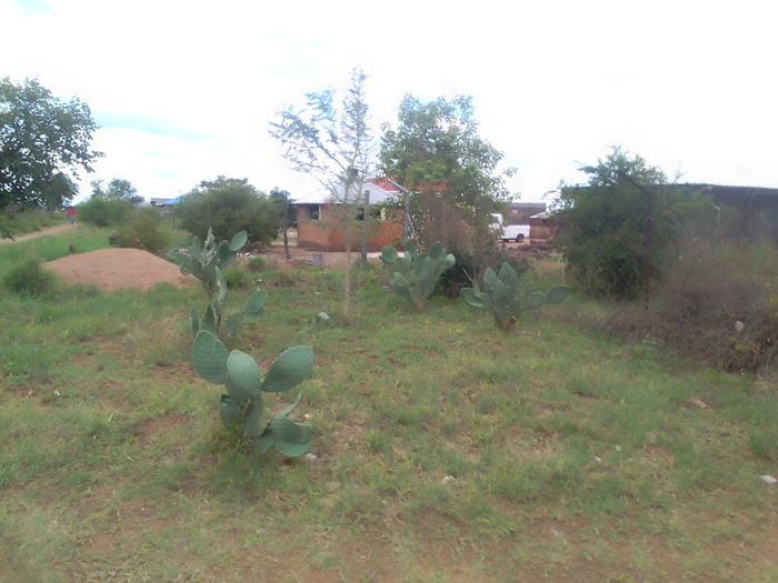 Cactus around faidherbia albida ( one of the few tree planting success)