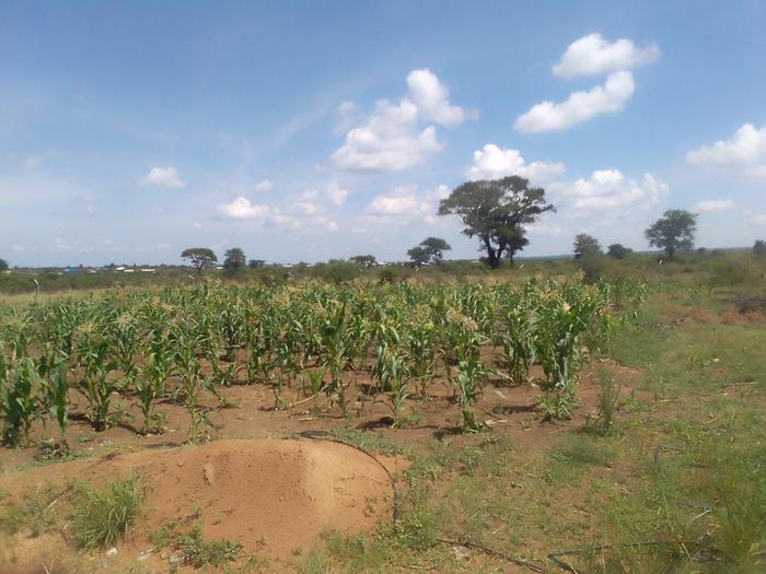 Maize plant survived