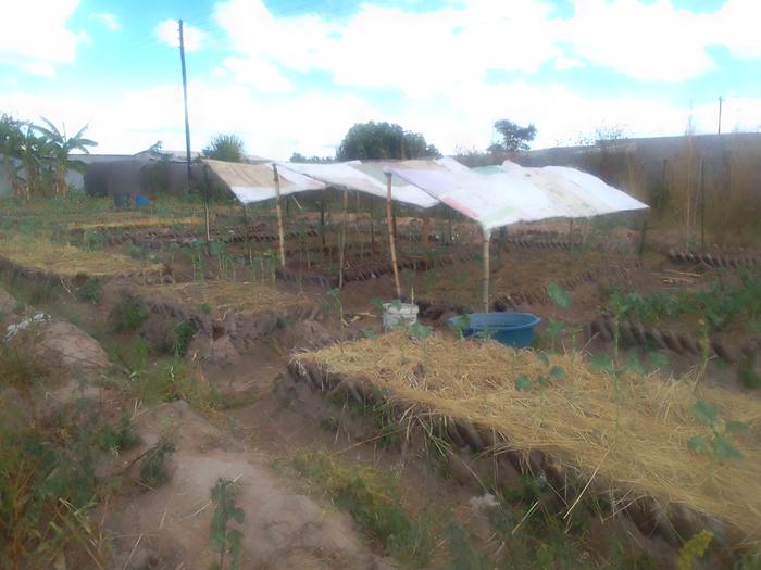 sun shades in an African garden