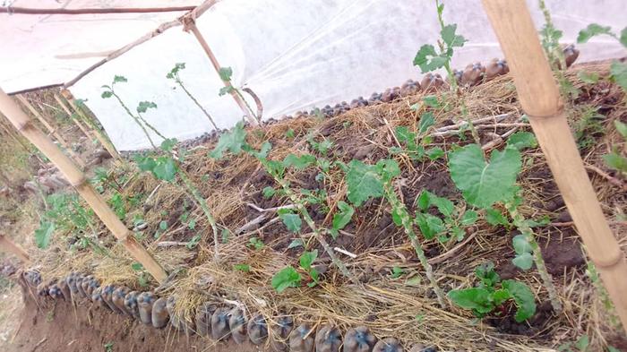 brassica growing in shade