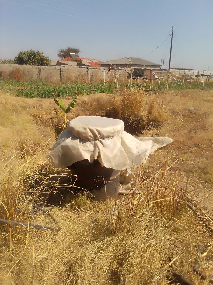 making weed tea free organic fertiliser