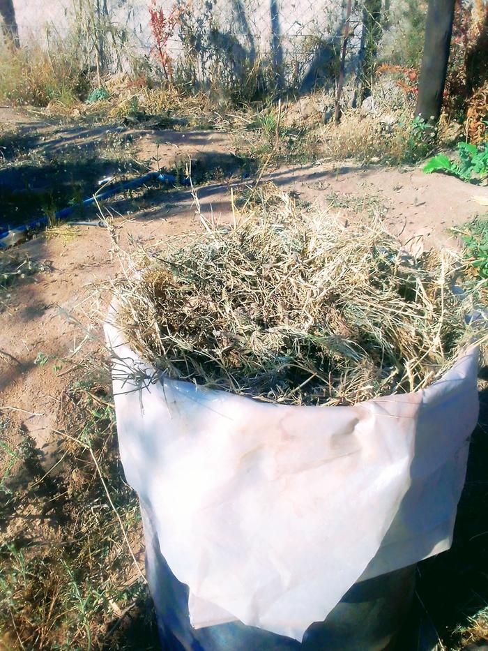 collecting weeds for free organic fertiliser