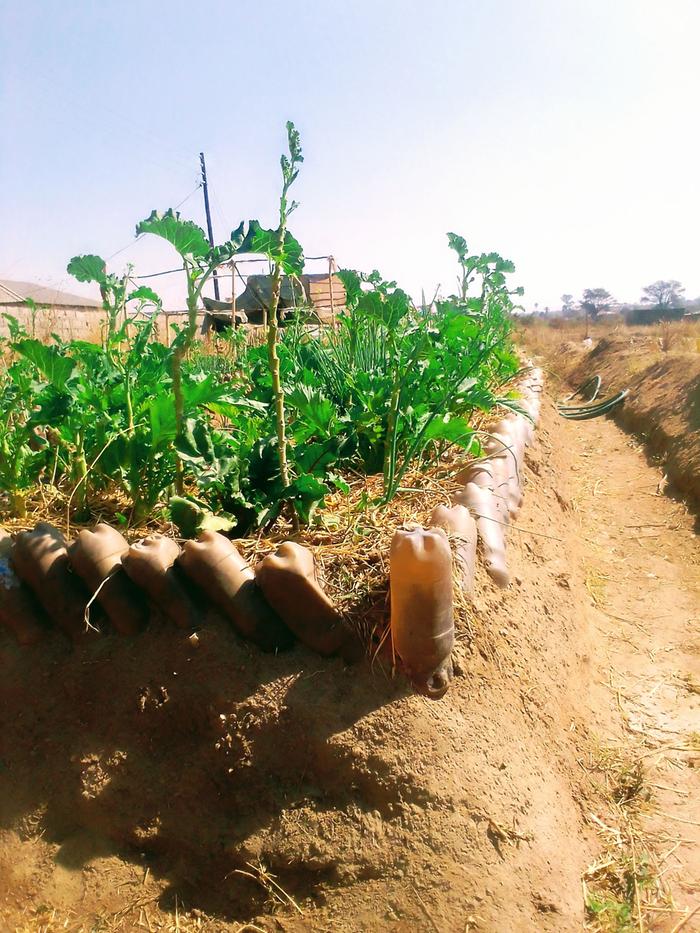 raised bed polyculture