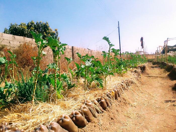 mulching plants to protect from heat