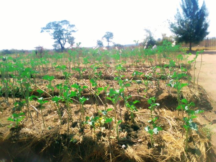 Organic matter is covering even the huge beds 