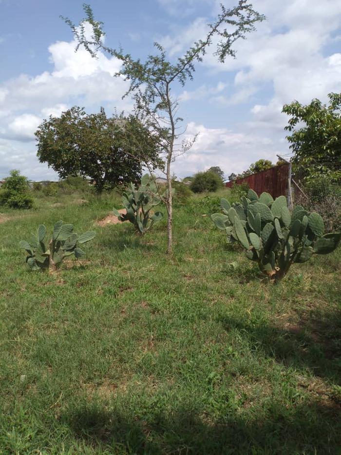 Prickly pear and faidherbia albida