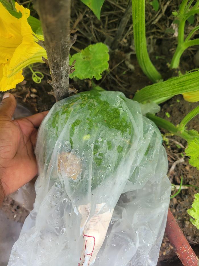 Growing pumpkin 