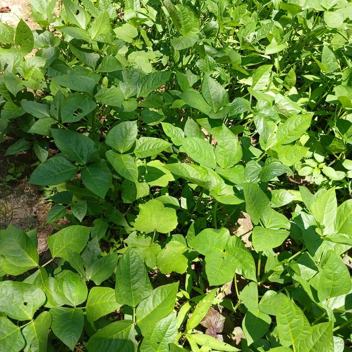 Cowpeas and okra