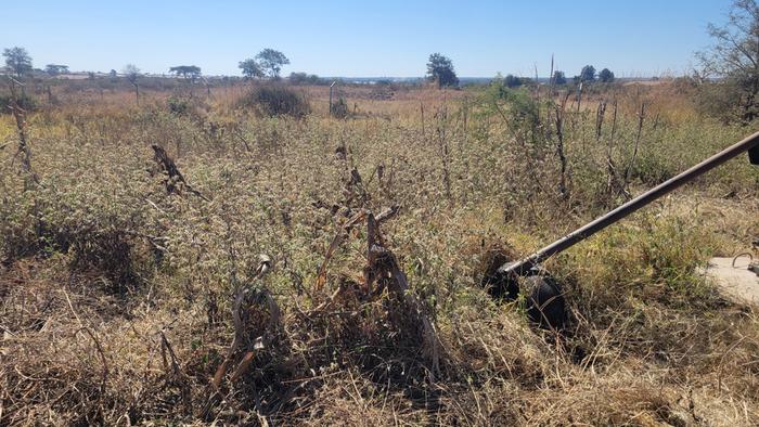 So many weeds, the part of the field yet to be slashed 