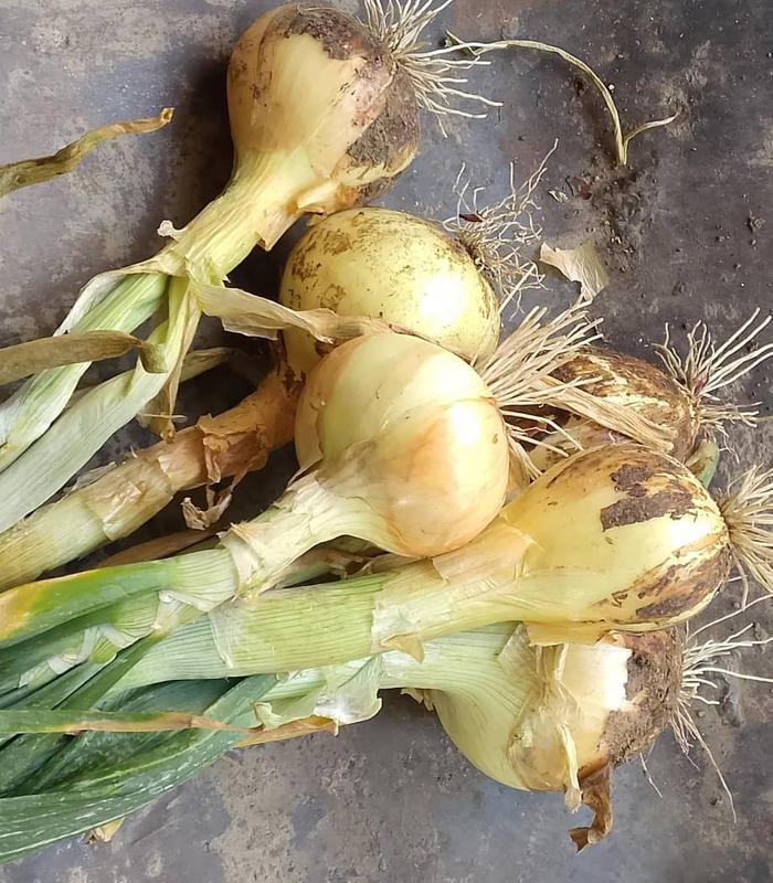 [Thumbnail for IMG-20250922-WA0001.jpg]