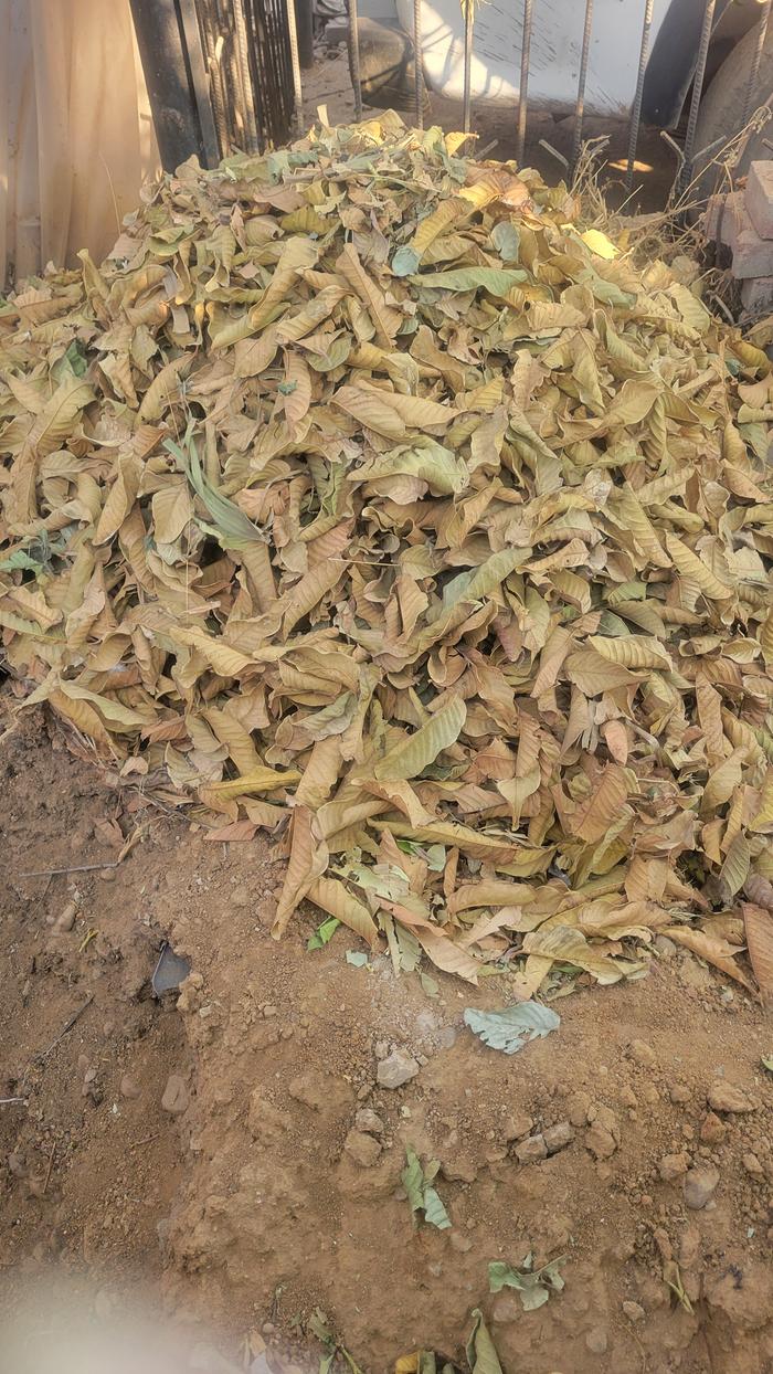 Dog poo covered with leaves