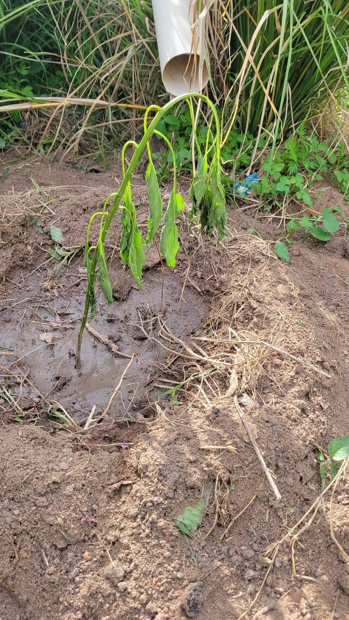 [Thumbnail for 20251208_154321.jpg]