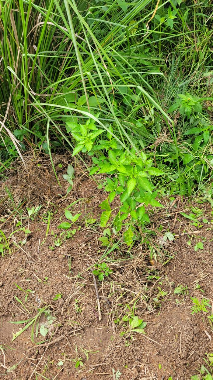 [Thumbnail for 20260118_100646.jpg]