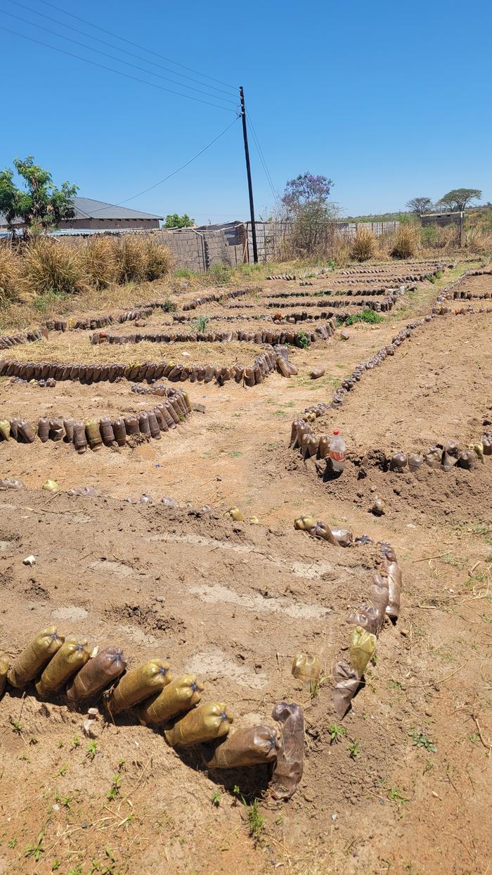 Beds where beans was planted