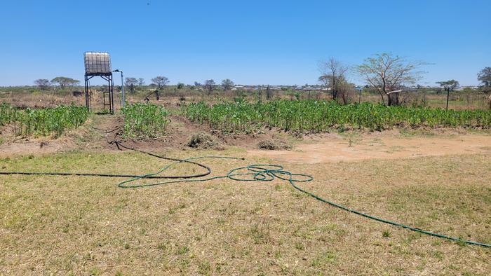 Removing weeds