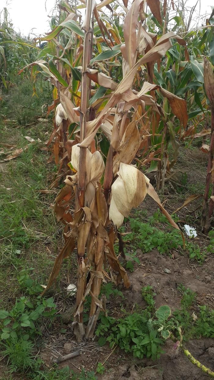 2017-2018 maize drying up almost ready for harvest