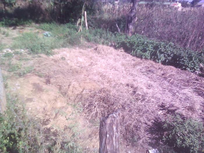 half of the garden with the collected mulcharden with the collected mulch