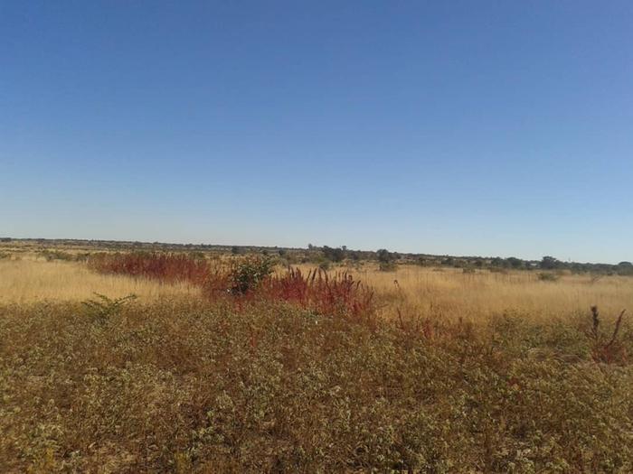 amaranth at the edge of an abandoned field