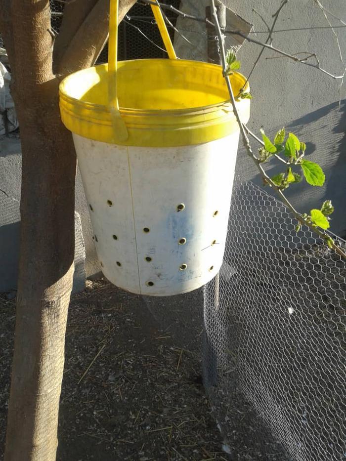 Maggot bucket for chickens