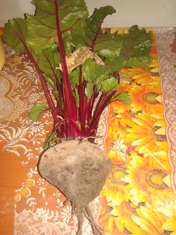 beetroot could be a new common vegetable