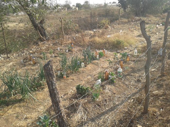 kitchen garden