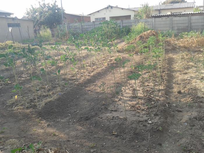 another space to watch garden shared by three families (already organic matter being piled not burnt, and a variety of vegetables starting)