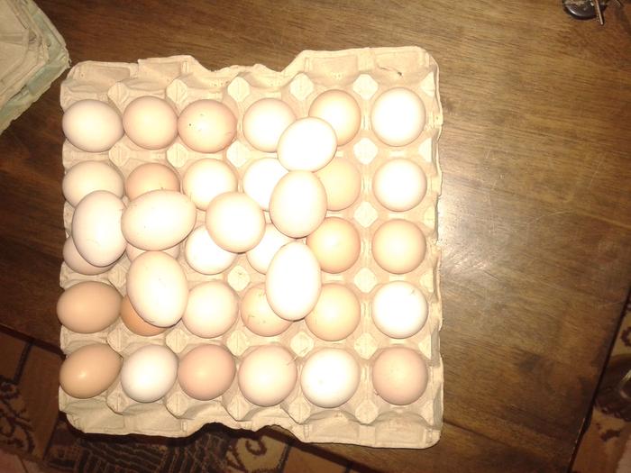 The number of eggs has increased