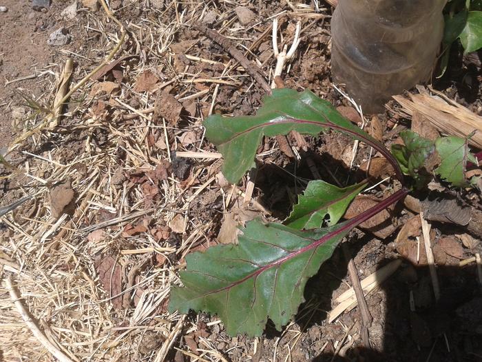 Leaves now being eaten