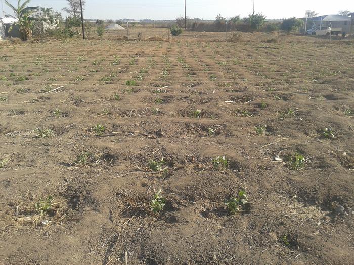 Planted cowpeas