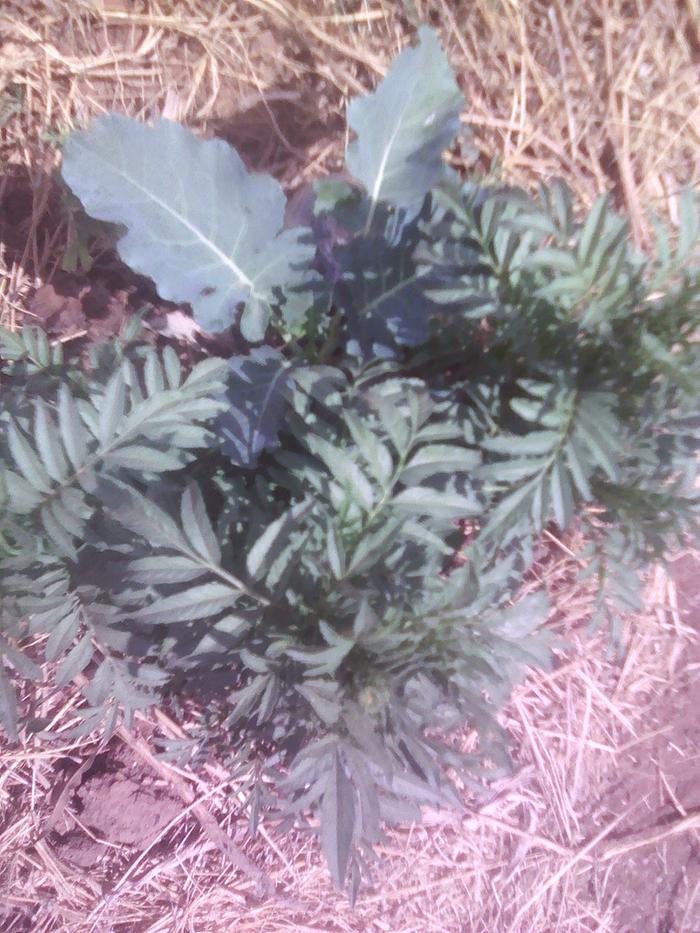 First marigold starting to flower