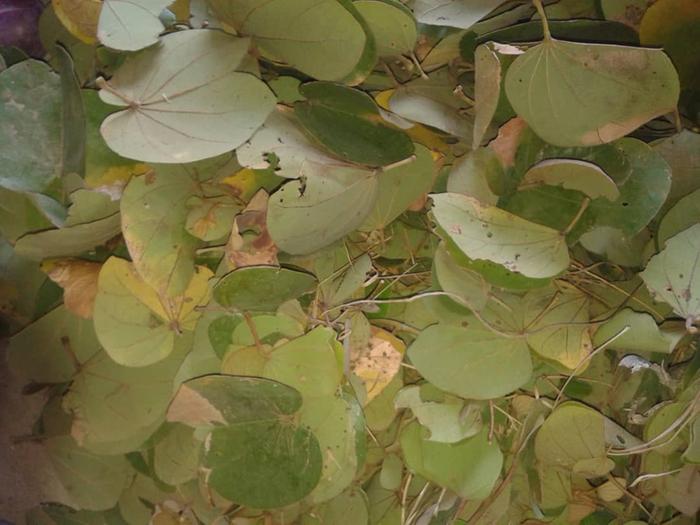 Leaves to be crushed and mixed with crushed cereal