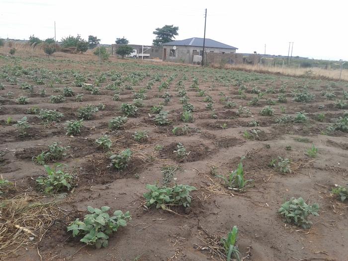 Cowpeas