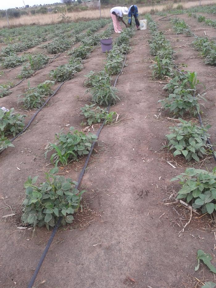 picking cowpeas leaves