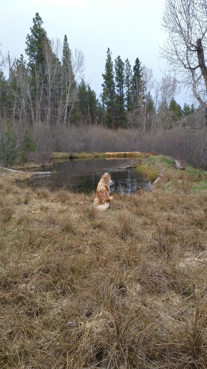 Hunting bull frogs and keeping the deer from my fruit trees