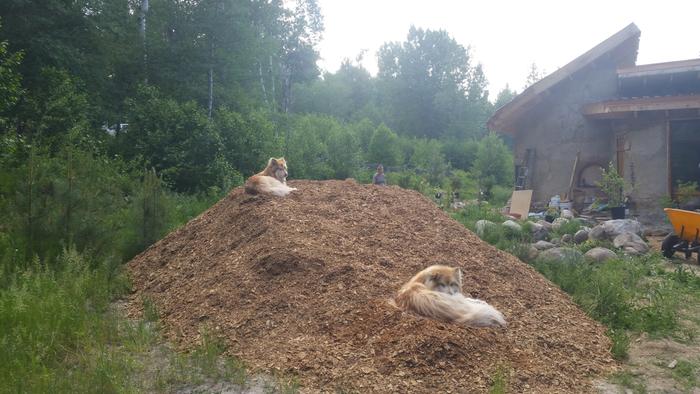 woodchips delivered, time for some mulch